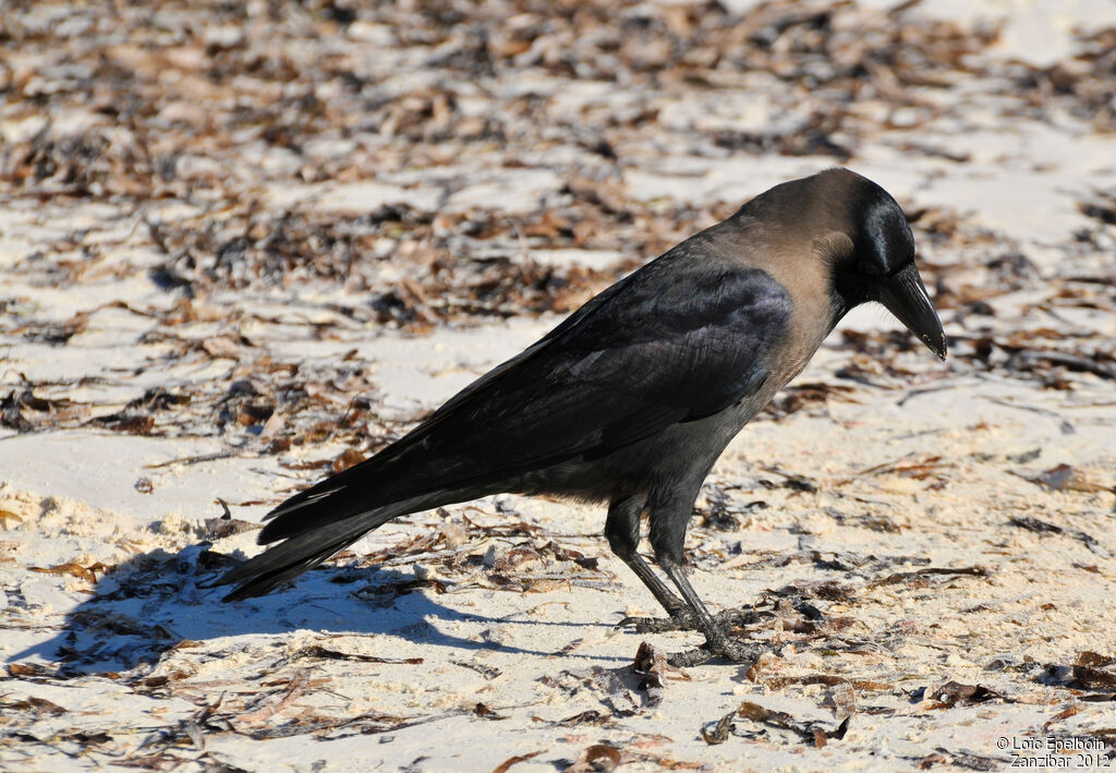 House Crow