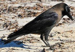 House Crow