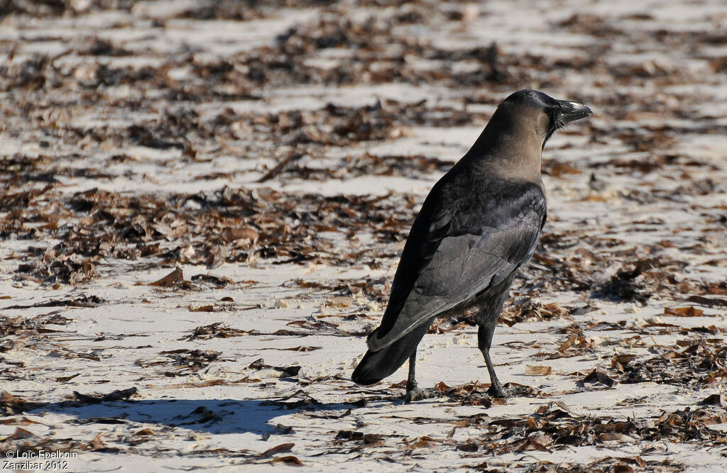 Corbeau familier