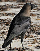 House Crow