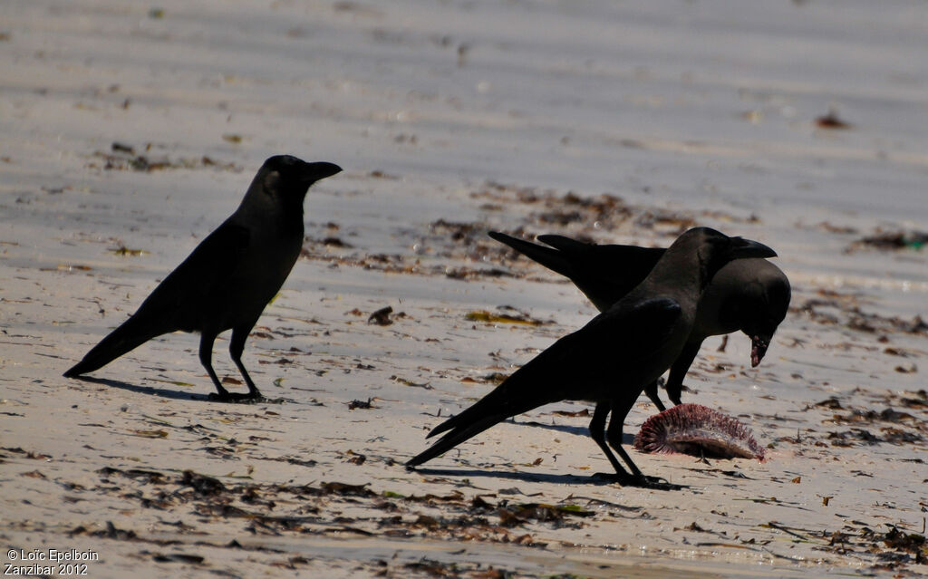 House Crow