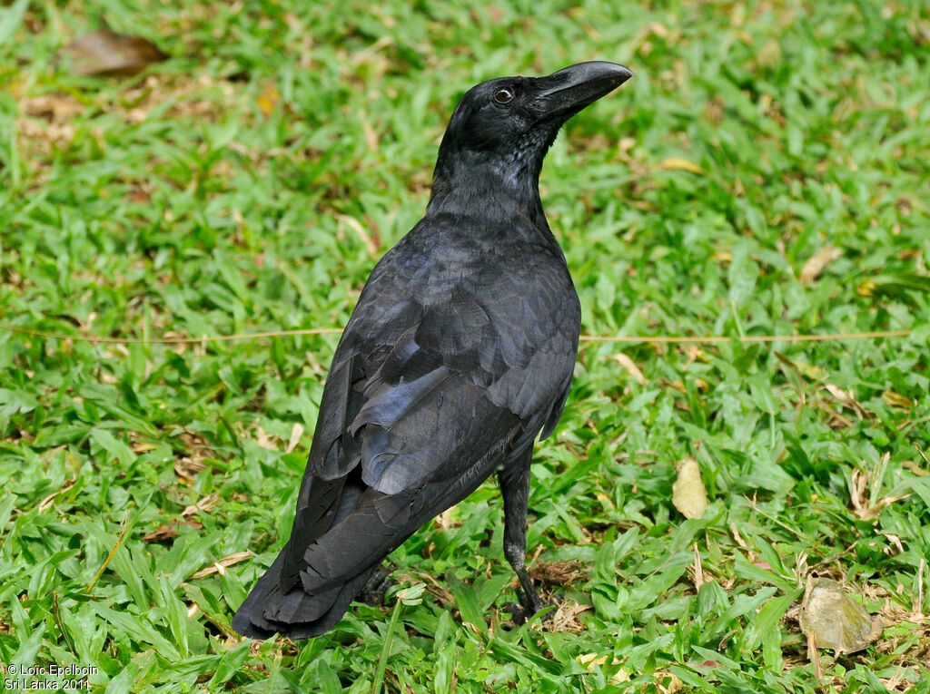 Indian Jungle Crow