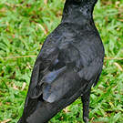 Corbeau indien