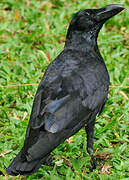 Indian Jungle Crow