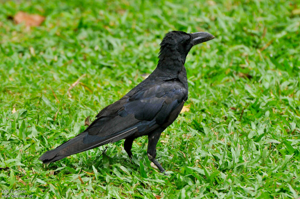 Indian Jungle Crow