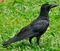 Indian Jungle Crow