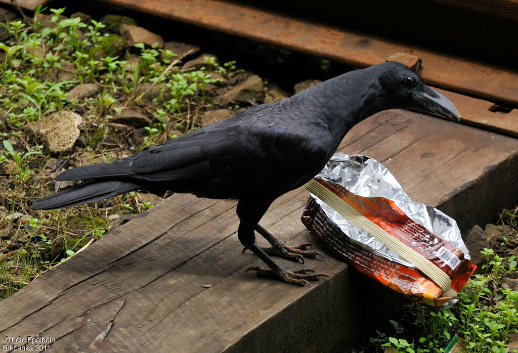 Indian Jungle Crow