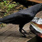 Corbeau indien