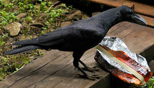 Indian Jungle Crow