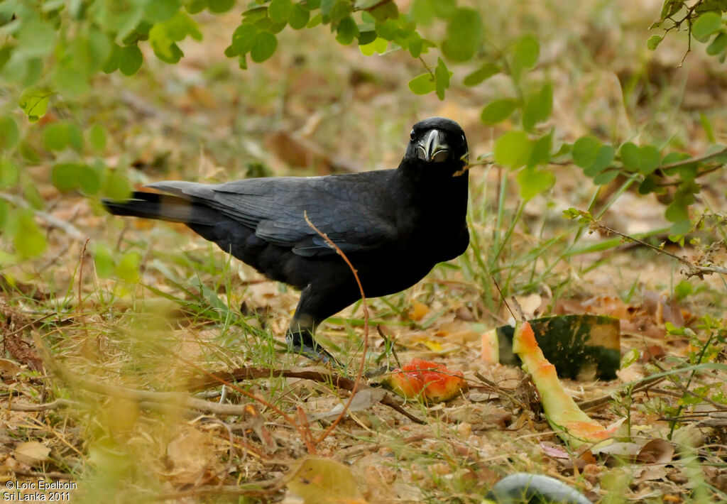 Indian Jungle Crow