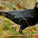 Corbeau indien