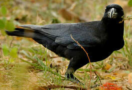 Indian Jungle Crow