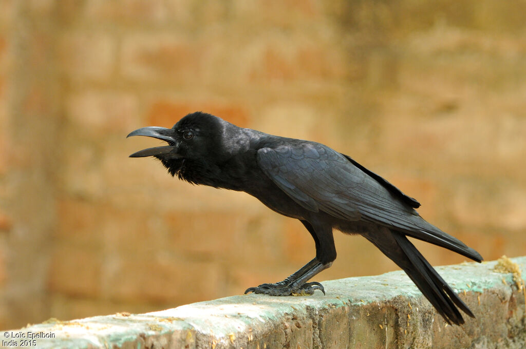 Corbeau indien