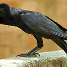 Corbeau indien