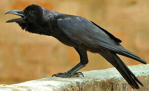 Indian Jungle Crow