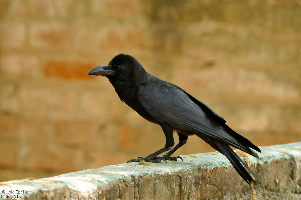 Indian Jungle Crow