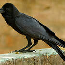 Corbeau indien