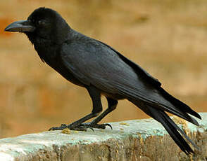 Corbeau indien