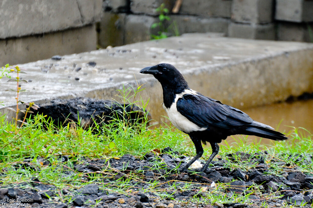 Pied Crow