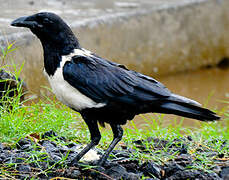 Pied Crow