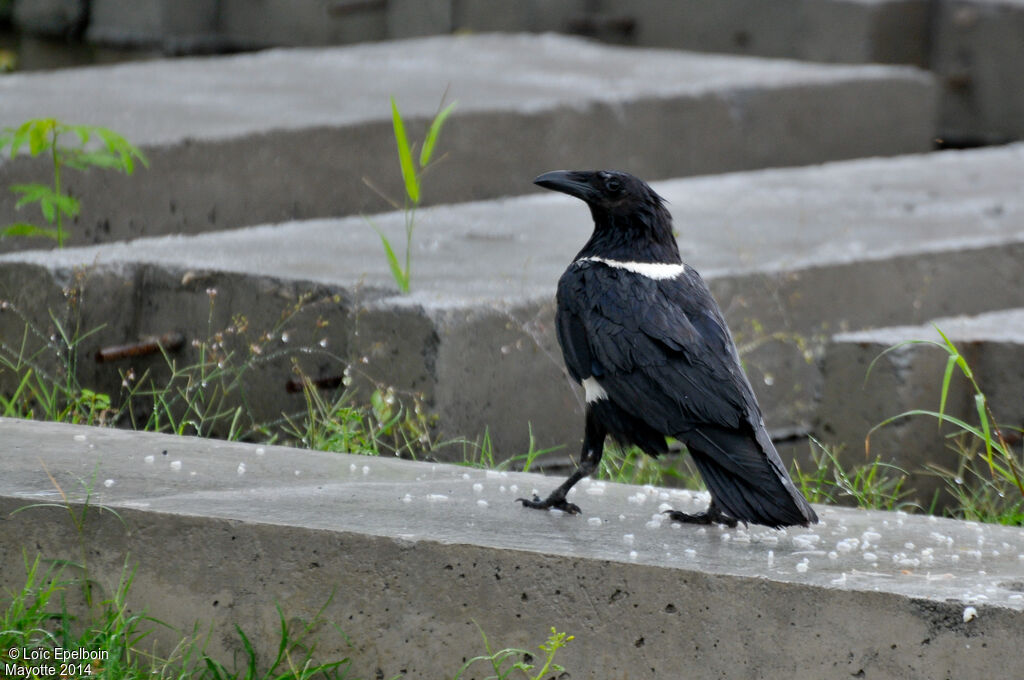 Corbeau pie