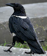 Pied Crow