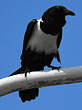 Corbeau pie