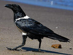 Corbeau pie