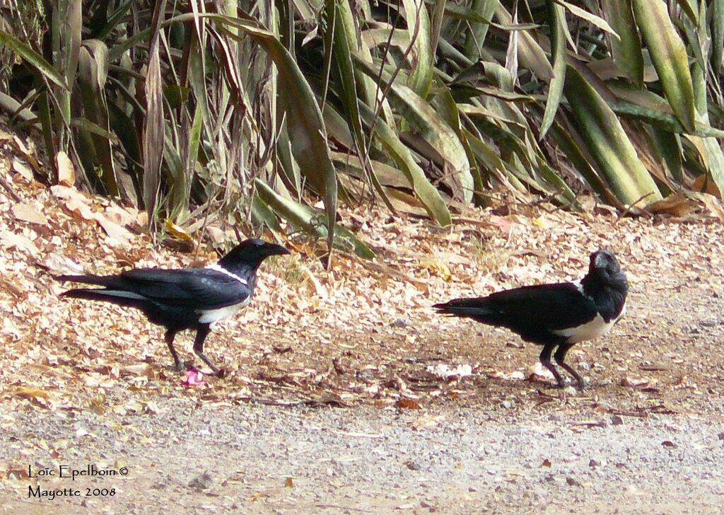 Pied Crow