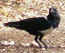 Pied Crow