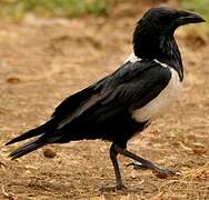 Pied Crow