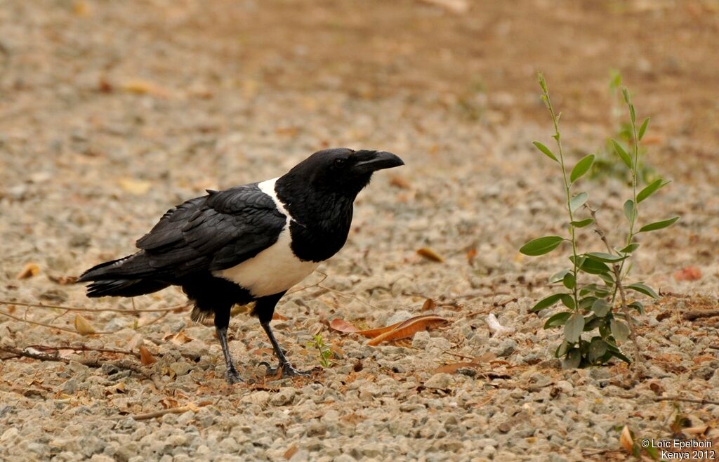 Corbeau pie