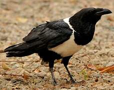 Pied Crow