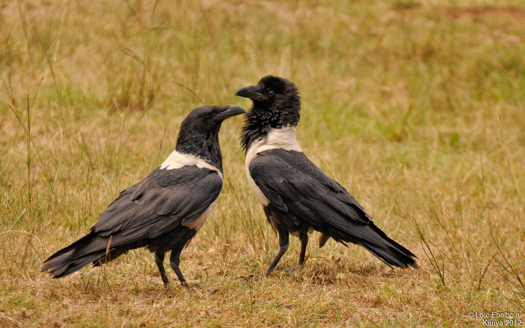 Pied Crow