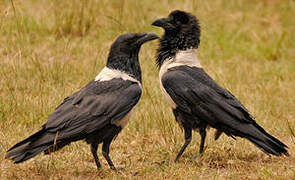 Pied Crow