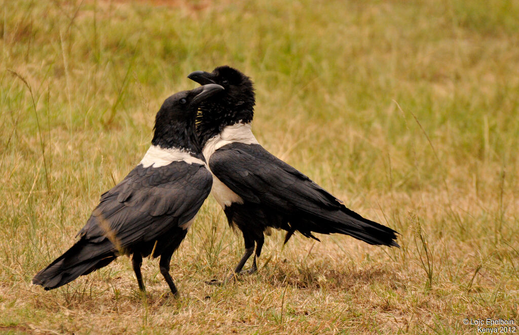 Pied Crow