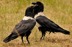 Pied Crow