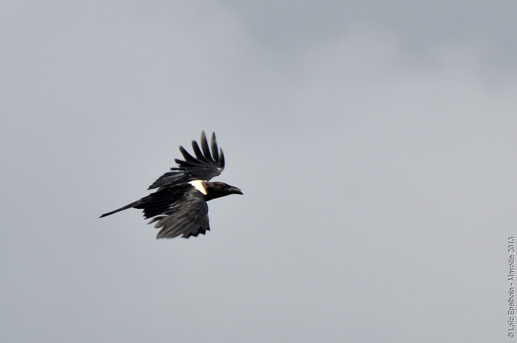 Pied Crow