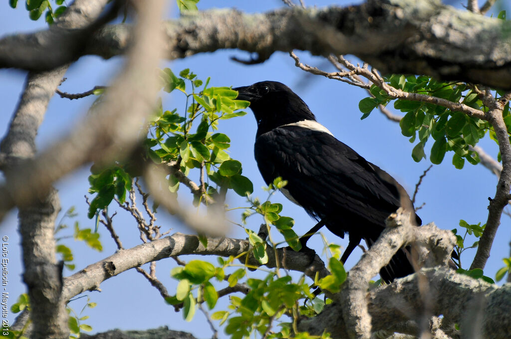 Corbeau pie