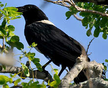 Pied Crow