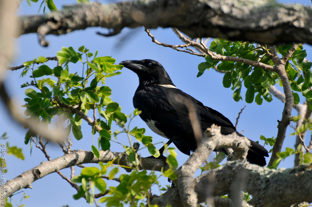 Corbeau pie