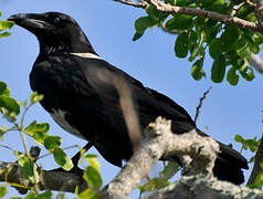 Pied Crow