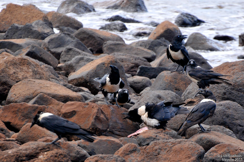 Pied Crow