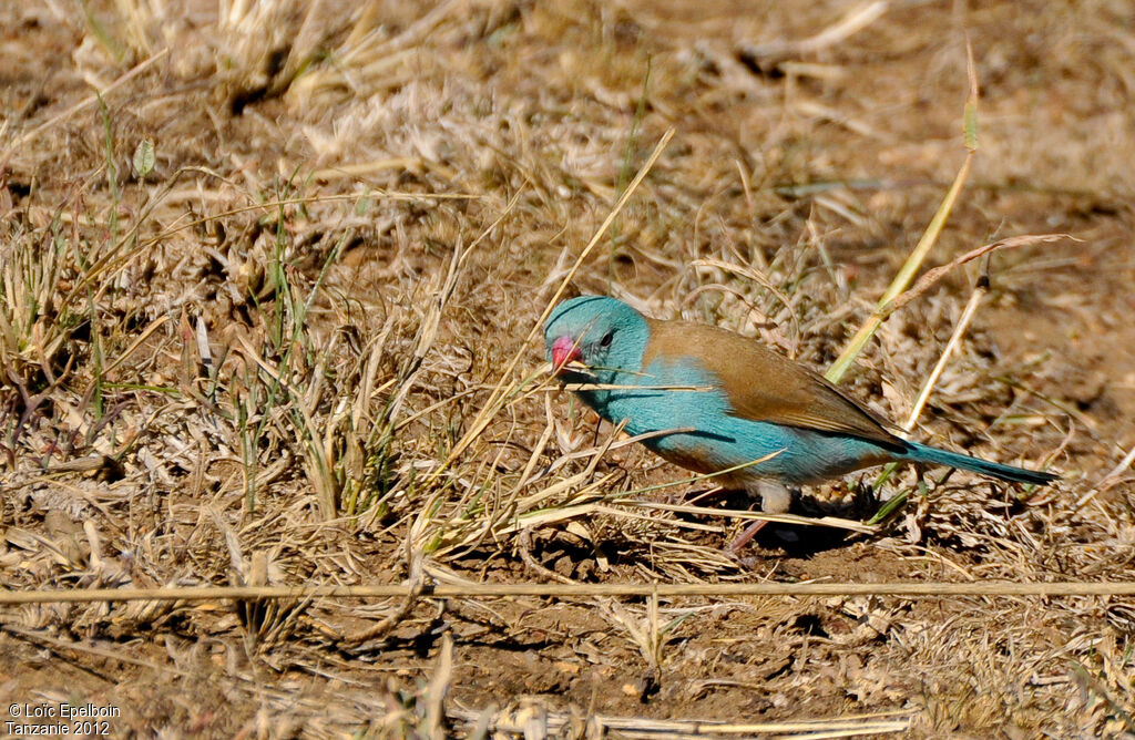 Blue-capped Cordon-bleu