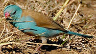 Cordonbleu cyanocéphale