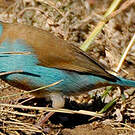 Cordonbleu cyanocéphale