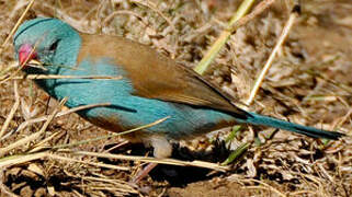 Cordonbleu cyanocéphale