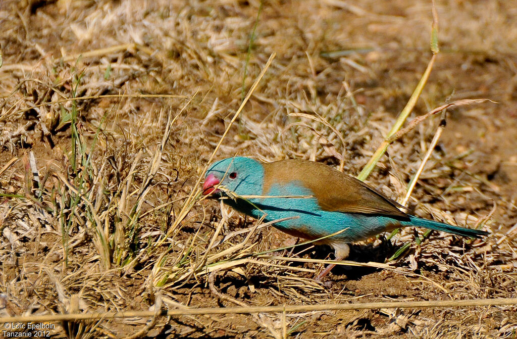 Cordonbleu cyanocéphale