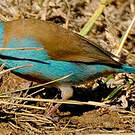 Cordonbleu cyanocéphale