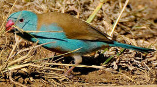 Blue-capped Cordon-bleu